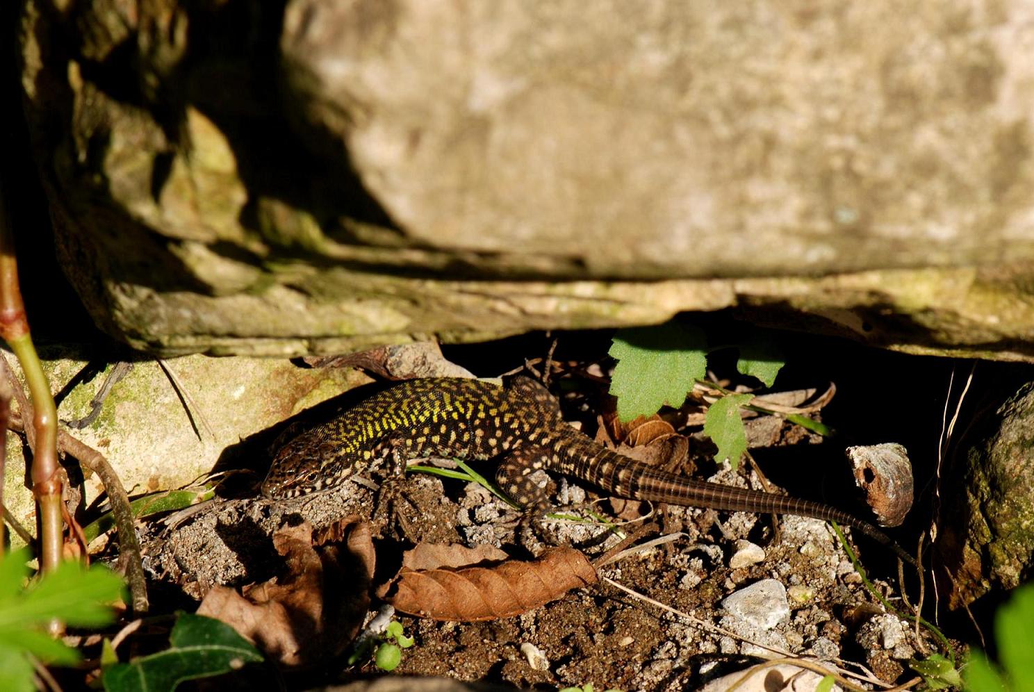 identificazione lucertole